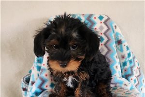Edwin - Yorkshire Terrier - Yorkie for sale