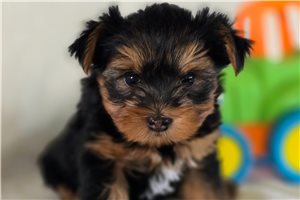 Cory - Yorkshire Terrier - Yorkie for sale
