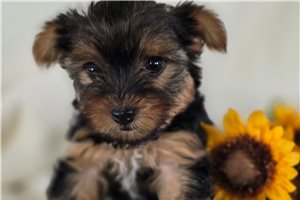 Sienna - Yorkshire Terrier - Yorkie for sale