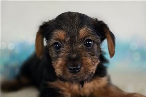 Toshi - Yorkshire Terrier - Yorkie for sale
