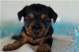 Baxter - Yorkshire Terrier - Yorkie for sale