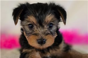 Trinket - Yorkshire Terrier - Yorkie for sale