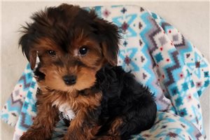 Edmund - Yorkshire Terrier - Yorkie for sale