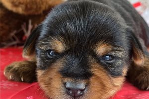 Thatcher - puppy for sale