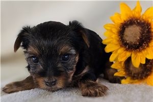 Sienna - Yorkshire Terrier - Yorkie for sale