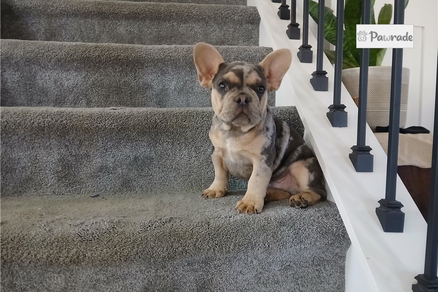 Ronan - French Bulldog for sale