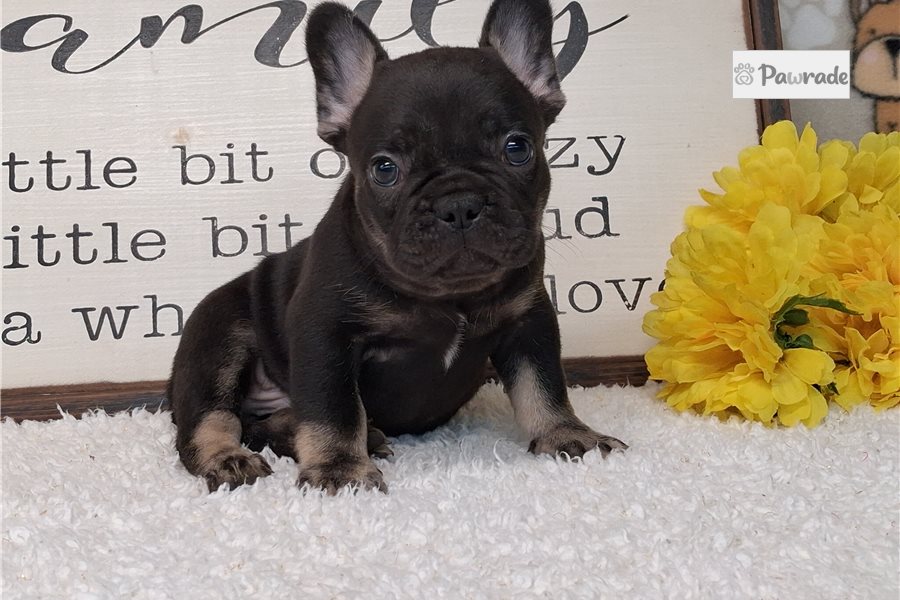 Seeker - French Bulldog for sale