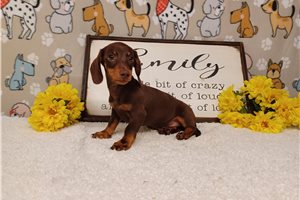 Barrett - Dachshund, Mini for sale