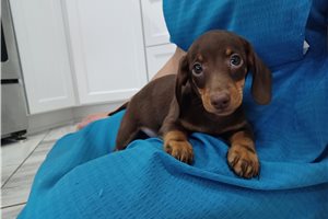 Barrett - Dachshund, Mini for sale