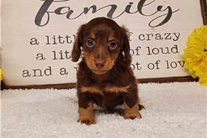 Bentley - Dachshund, Mini for sale