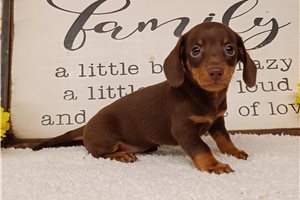 Barrett - puppy for sale