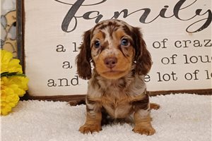 Braxton - Dachshund, Mini for sale