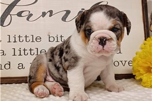Princessa - English Bulldog for sale