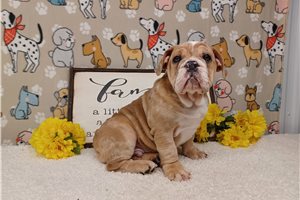 Ernesto - puppy for sale