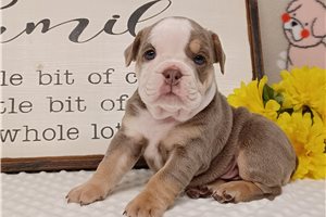 Gracie - puppy for sale