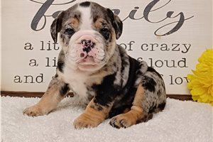 Cedar - English Bulldog for sale