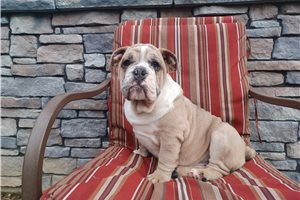 Elliot - English Bulldog for sale