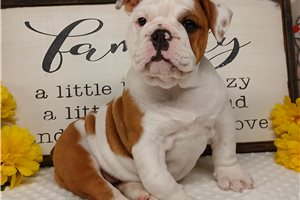 Elise - English Bulldog for sale