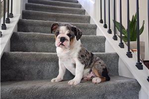 Princessa - English Bulldog for sale