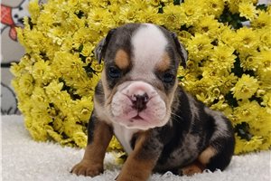 Larry - English Bulldog for sale