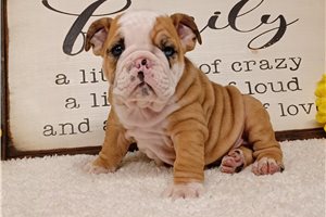 Chase - English Bulldog for sale