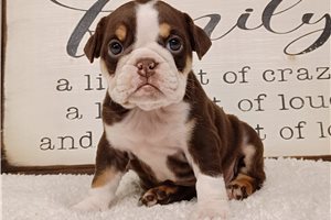 Calista - English Bulldog for sale