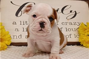 Elise - English Bulldog for sale