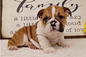 Calvin - English Bulldog for sale