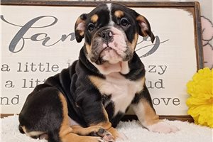 Ella - puppy for sale