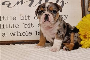 Peyton - English Bulldog for sale