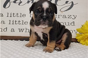 Gladiolus - puppy for sale