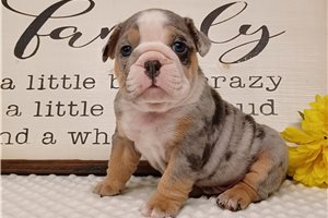 Geronimo - puppy for sale