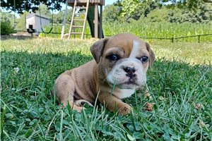 Pheonix - English Bulldog for sale