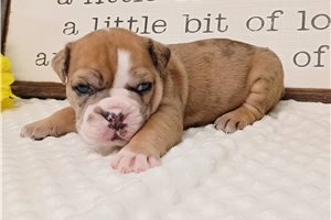 Pheonix - English Bulldog for sale