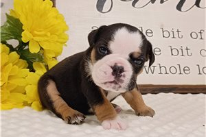 Pookie - English Bulldog for sale