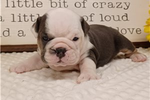 Pixie - English Bulldog for sale