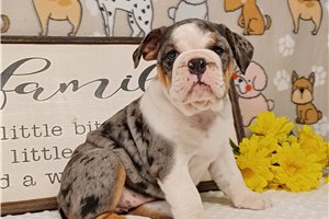 Princessa - English Bulldog for sale