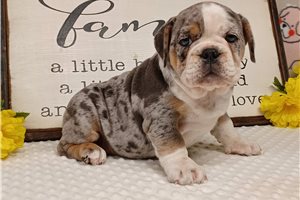 Paige - English Bulldog for sale