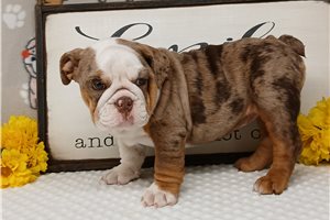 Emma - English Bulldog for sale