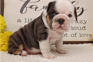 Pixie - English Bulldog for sale