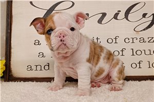 Conner - English Bulldog for sale
