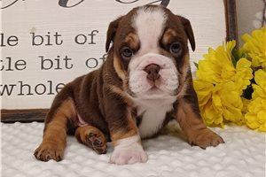 Ginger - puppy for sale