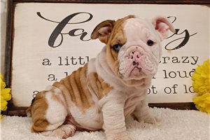 Conner - English Bulldog for sale