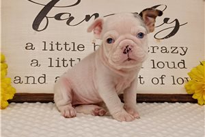 Emily - English Bulldog for sale