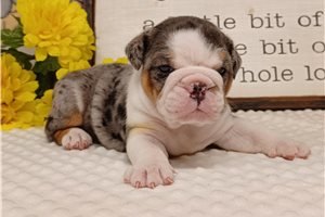 Princessa - English Bulldog for sale