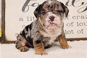 Clive - English Bulldog for sale