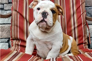 Elise - puppy for sale