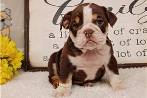 Calista - English Bulldog for sale