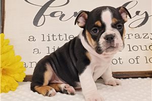 Edith - English Bulldog for sale
