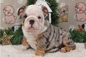 Larissa - puppy for sale